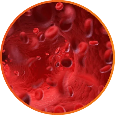 Passo 2 — Não coma por 5 minutos